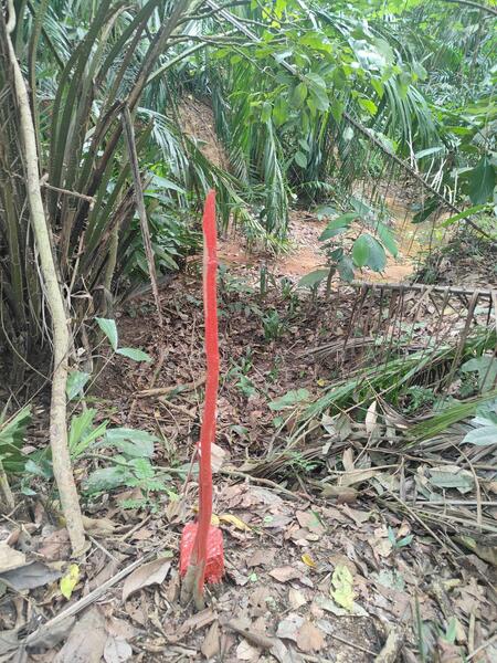 Untuk Dijual - Linggi FREEHOLD BIG LAND Tanah Pertanian Jalan Linggi Negeri Sembilan