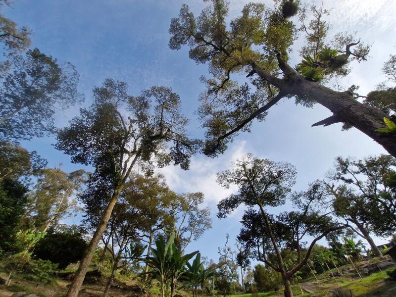 Agricultural Land for Sale in Bukit Mertajam (Penang) - Edward Chee - Exterior - PropertyGuru.com.my