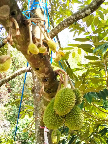 Agricultural Land for Sale in Raub (Pahang) - Patrick Wong - PropertyGuru.com.my