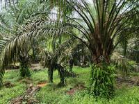 For Sale - Bukit Gambir