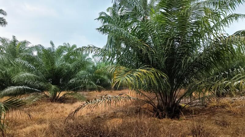 26.75 Acre Agriculture Land At Gerisek,Bukit Gambir untuk Untuk Dijual - RM 5,617,500, Apr 2026 - Exterior - PropertyGuru.com.my