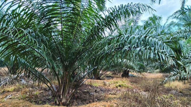 26.75 Acre Agriculture Land At Gerisek,Bukit Gambir untuk Untuk Dijual - RM 5,617,500, Apr 2026 - Exterior - PropertyGuru.com.my