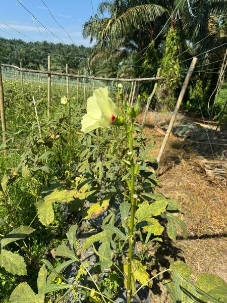 Agricultural Land for Sale in Kalumpang (Selangor) - Amanda Ong - Garden - PropertyGuru.com.my