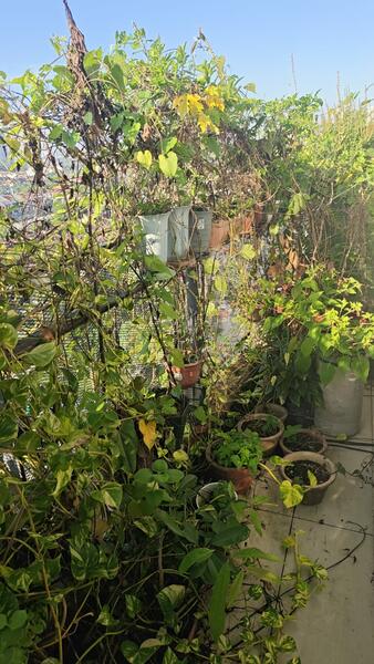 Condominium for Sale at Casa Green Condominium - Katty Soon - PropertyGuru.com.my