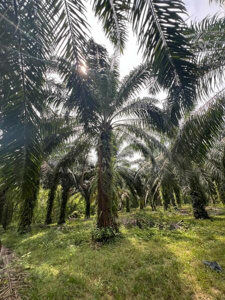 Kebun Sawit 6.3 Ekar Kampung Pasir Kemudi Kuantan untuk Untuk Dijual - RM 549,999, Apr 2026 - Garden - PropertyGuru.com.my