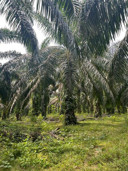 Agricultural Land for Sale in Kuantan (Pahang) - Azalee Abdullah - Garden - PropertyGuru.com.my