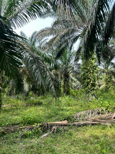 Agricultural Land for Sale in Kuantan (Pahang) - Azalee Abdullah - Exterior - PropertyGuru.com.my