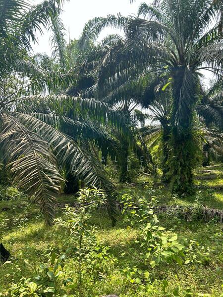 Agricultural Land for Sale in Kuantan (Pahang) - Azalee Abdullah - Exterior - PropertyGuru.com.my