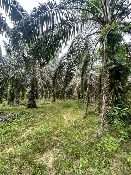 Kebun Sawit 6.3 Ekar Kampung Pasir Kemudi Kuantan untuk Untuk Dijual - RM 549,999, Apr 2026 - Exterior - PropertyGuru.com.my