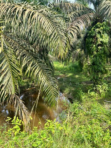 Agricultural Land for Sale in Kuantan (Pahang) - Azalee Abdullah - Exterior - PropertyGuru.com.my