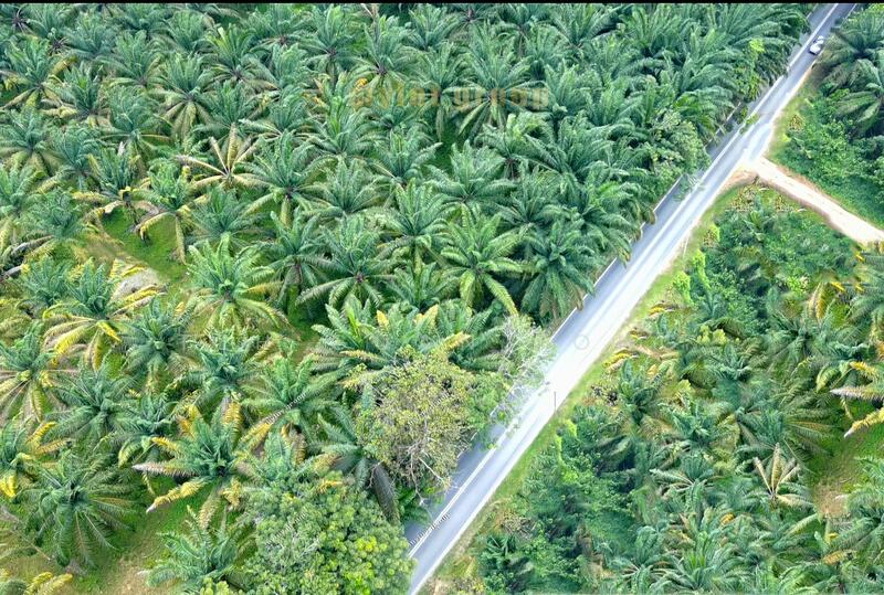 Agricultural Land for Sale in Bukit Mertajam (Penang) - Teh Guan Fong - PropertyGuru.com.my