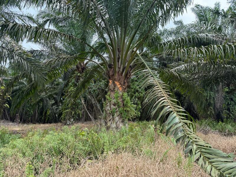 Agricultural Land for Sale in Senai (Johor) - Kelly Wai - Exterior - PropertyGuru.com.my