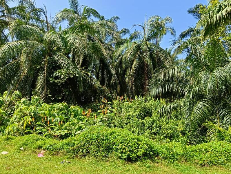 Agricultural Land for Sale in Jeram (Selangor) - Bee Lin - Exterior - PropertyGuru.com.my