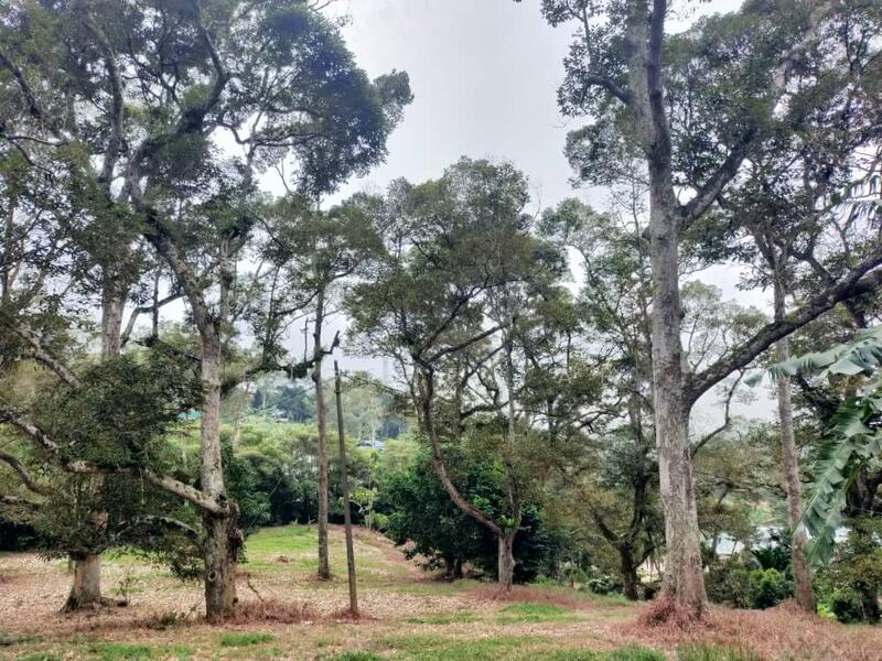 Agricultural Land for Sale in Senggarang (Johor) - Eugene Yap - PropertyGuru.com.my