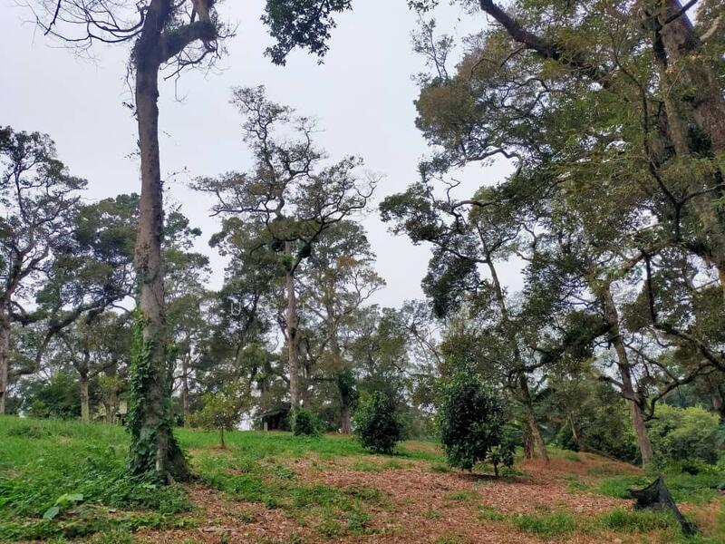 Agricultural Land for Sale in Senggarang (Johor) - Eugene Yap - PropertyGuru.com.my