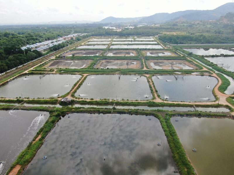 Agricultural Land for Sale in Kampung Minyak Beku (Senggarang) - Eugene Yap - PropertyGuru.com.my