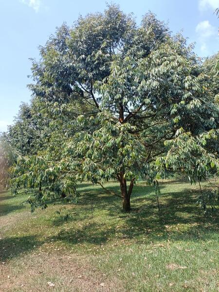 Agricultural Land for Sale in Ipoh (Perak) - SK Kok - Garden - PropertyGuru.com.my