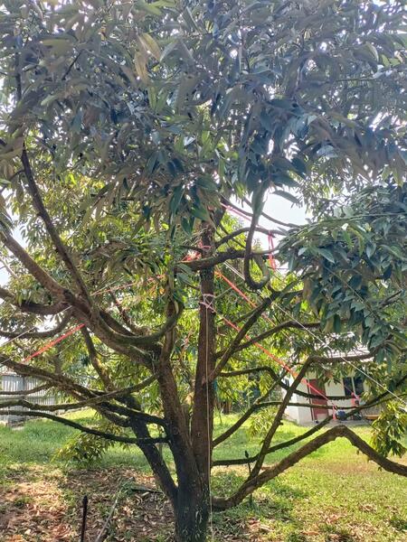 Agricultural Land for Sale in Ipoh (Perak) - SK Kok - Exterior - PropertyGuru.com.my