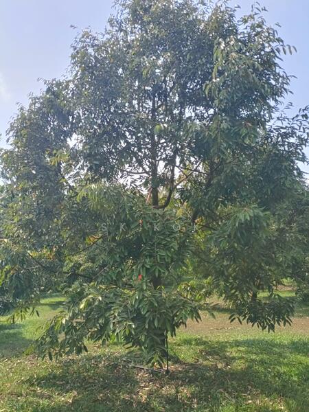 Agricultural Land for Sale in Ipoh (Perak) - SK Kok - Garden - PropertyGuru.com.my