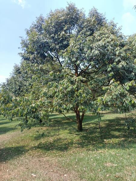 Agricultural Land for Sale in Ipoh (Perak) - SK Kok - PropertyGuru.com.my