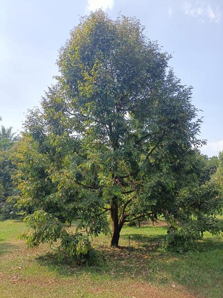 Agricultural Land for Sale in Ipoh (Perak) - SK Kok - PropertyGuru.com.my