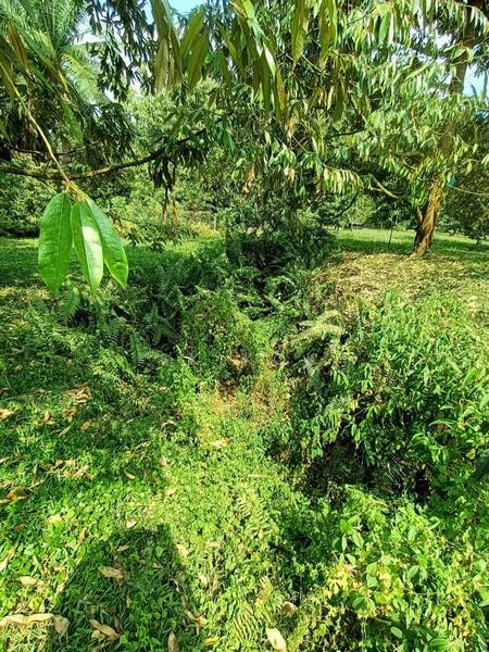 Agricultural Land for Sale in Ipoh (Perak) - SK Kok - PropertyGuru.com.my