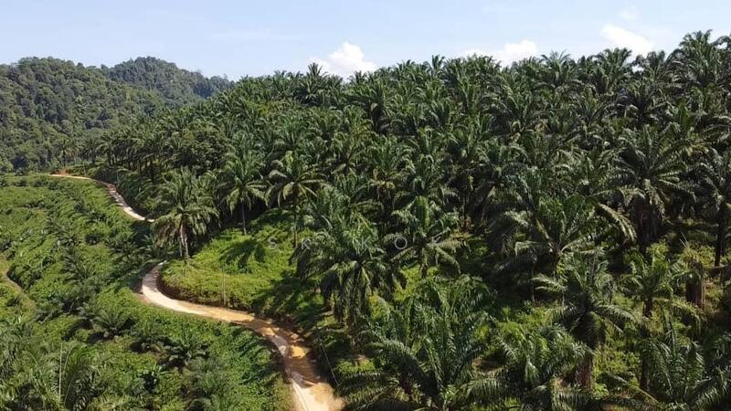 Agricultural Land for Sale in Sungai Siput (Perak) - SK Kok - PropertyGuru.com.my