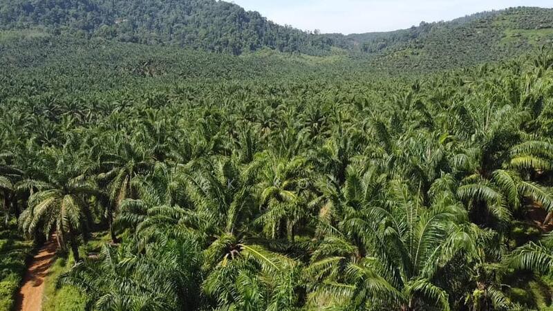 Agricultural Land for Sale in Sungai Siput (Perak) - SK Kok - PropertyGuru.com.my