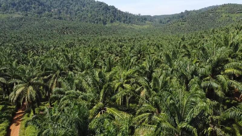 Agricultural Land for Sale in Sungai Siput (Perak) - SK Kok - PropertyGuru.com.my
