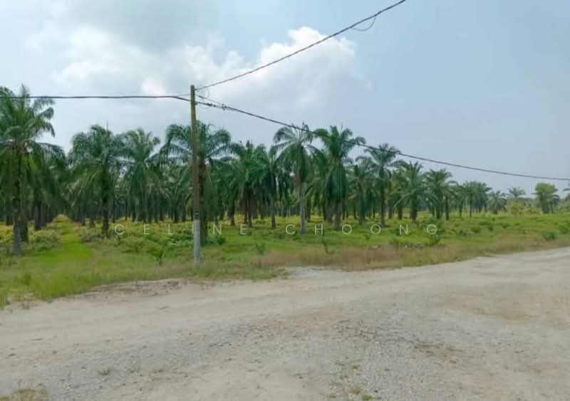 Pahang muadzam shah, palm oil land untuk Untuk Disewa - RM 250,000 /bulan, Apr 2026 - Exterior - PropertyGuru.com.my