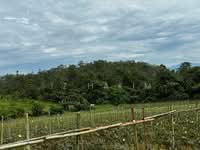 For Sale - Freehold Ulu Yam land