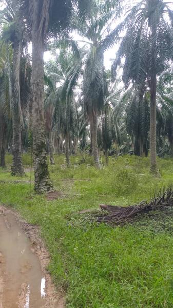 Agricultural Land for Sale in Jeram (Selangor) - SWEE HOO CHEW - Exterior - PropertyGuru.com.my