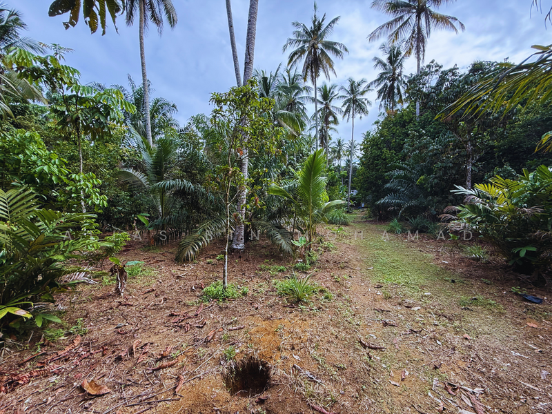 Tanah Kebun bersaiz 1.27 ekar di Kg. Jerung Seberang, Marang, Terengganu untuk Untuk Dijual - RM 170,000, Mac 2026 - Exterior - PropertyGuru.com.my