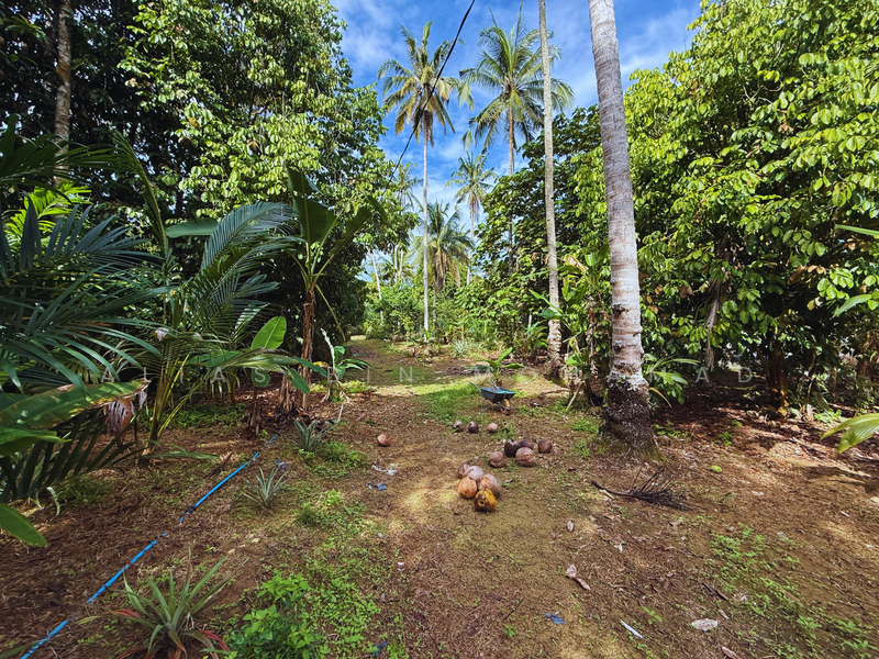 Tanah Kebun bersaiz 1.27 ekar di Kg. Jerung Seberang, Marang, Terengganu untuk Untuk Dijual - RM 170,000, Mac 2026 - Exterior - PropertyGuru.com.my