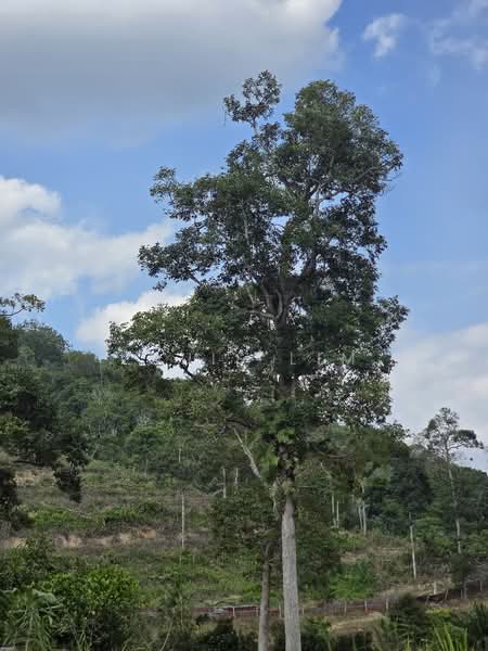 Agricultural Land for Sale in Kuala Klawang (Negeri Sembilan) - Louis Lim - Exterior - PropertyGuru.com.my