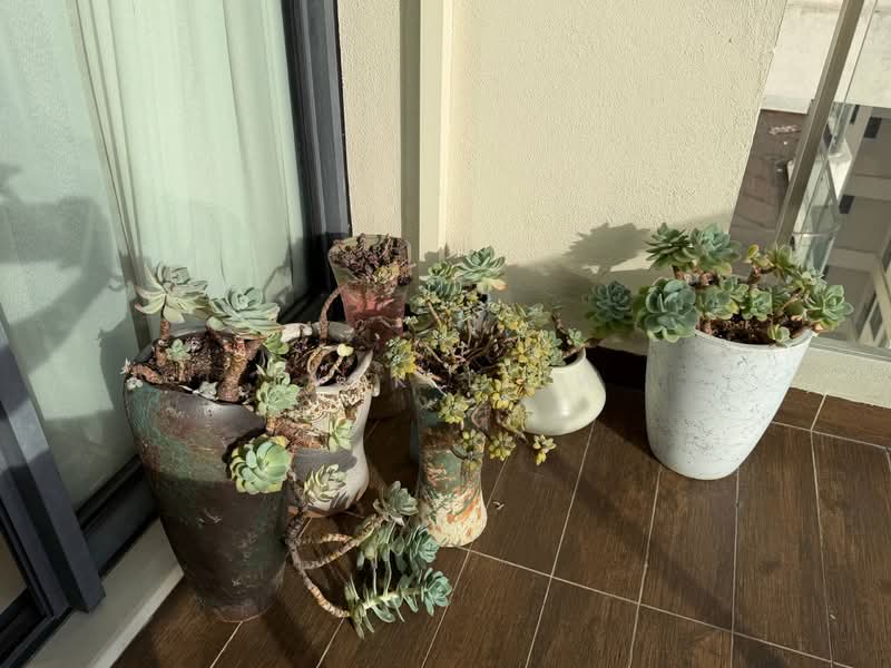 Condominium for Sale at Lovell @ Country Garden Danga Bay - Jack Liew - Balcony - PropertyGuru.com.my