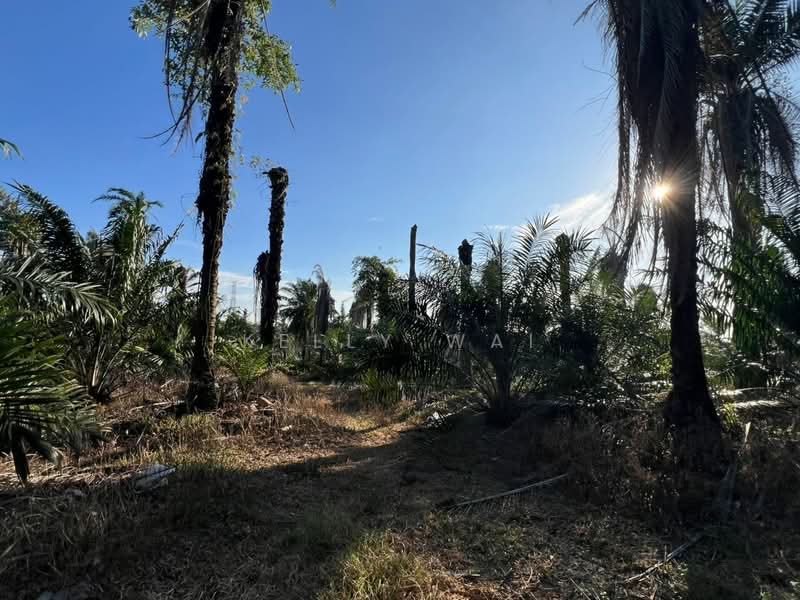 Agricultural Land for Sale in Kampung Tanjung Kupang (Gelang Patah) - Kelly Wai - Exterior - PropertyGuru.com.my