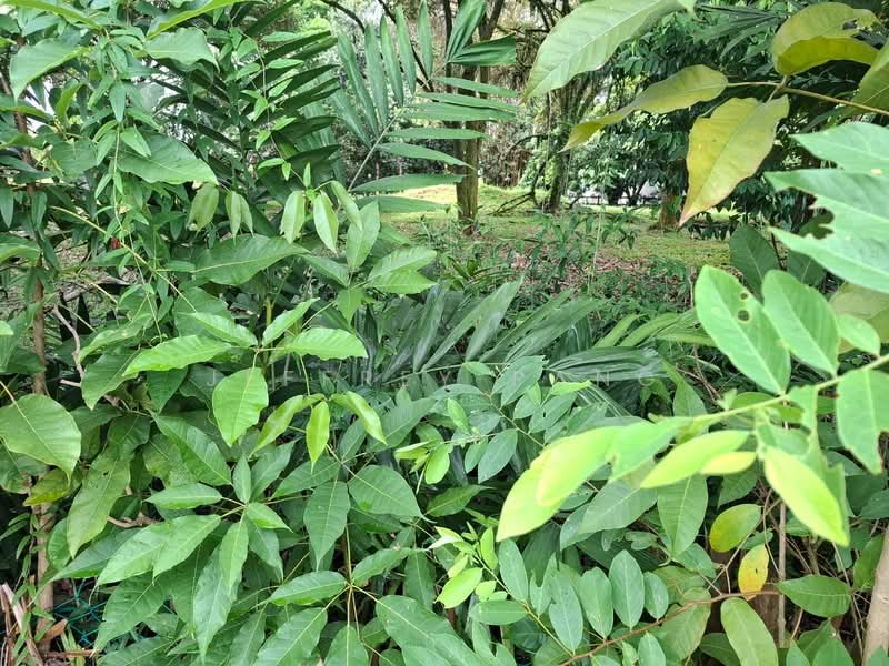 Residential Land for Sale in Country Heights (Kajang) - Jeffrey Pang - Garden - PropertyGuru.com.my