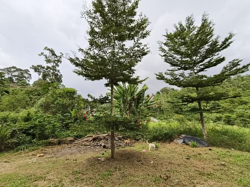 Agricultural Land for Sale in Bentong (Pahang) - Joyce Kok - Exterior - PropertyGuru.com.my