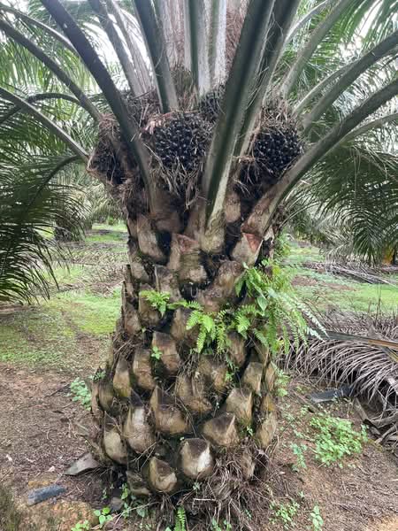 Agricultural Land for Sale in Paloh (Johor) - Alexius Lim - PropertyGuru.com.my