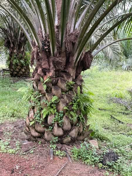 Agricultural Land for Sale in Paloh (Johor) - Alexius Lim - PropertyGuru.com.my