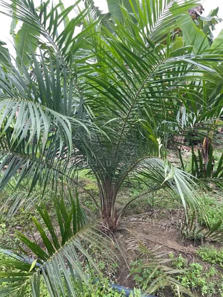 Agricultural Land for Sale in Paloh (Johor) - Alexius Lim - PropertyGuru.com.my