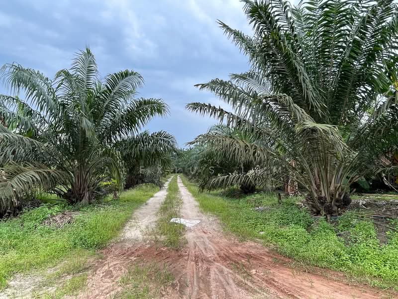 Agricultural Land for Sale in Paloh (Johor) - Alexius Lim - PropertyGuru.com.my
