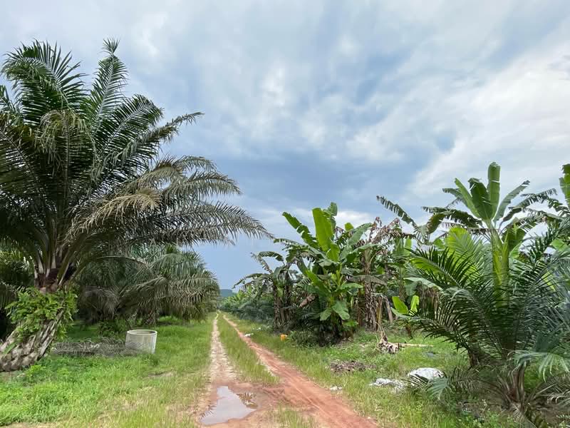 Agricultural Land for Sale in Paloh (Johor) - Alexius Lim - PropertyGuru.com.my