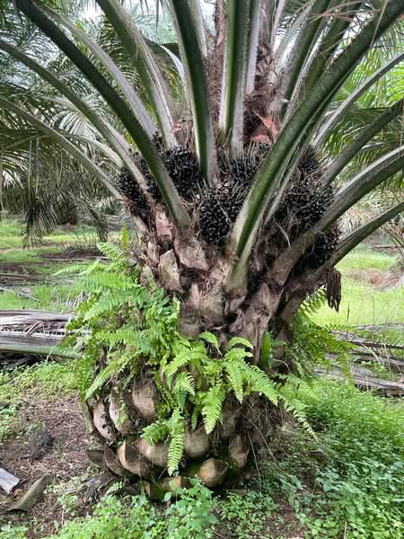 Agricultural Land for Sale in Paloh (Johor) - Alexius Lim - PropertyGuru.com.my