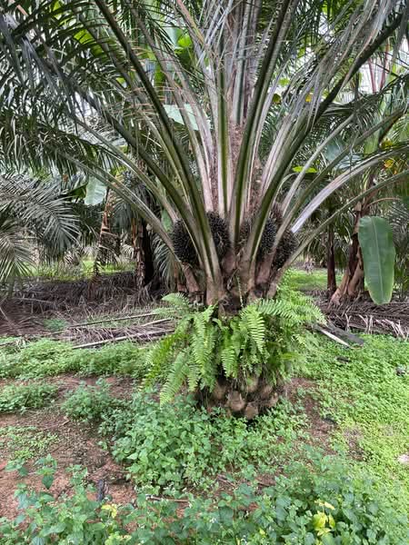 Agricultural Land for Sale in Paloh (Johor) - Alexius Lim - PropertyGuru.com.my