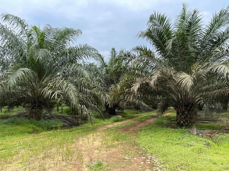 Agricultural Land for Sale in Paloh (Johor) - Alexius Lim - PropertyGuru.com.my