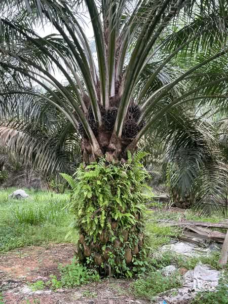 Agricultural Land for Sale in Paloh (Johor) - Alexius Lim - PropertyGuru.com.my