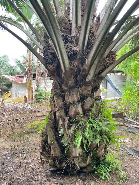 Agricultural Land for Sale in Paloh (Johor) - Alexius Lim - PropertyGuru.com.my