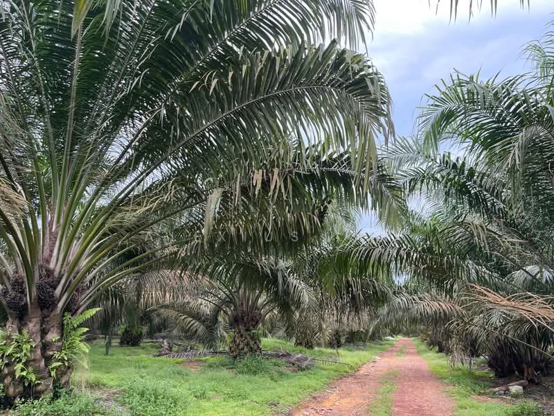 Agricultural Land for Sale in Paloh (Johor) - Alexius Lim - PropertyGuru.com.my
